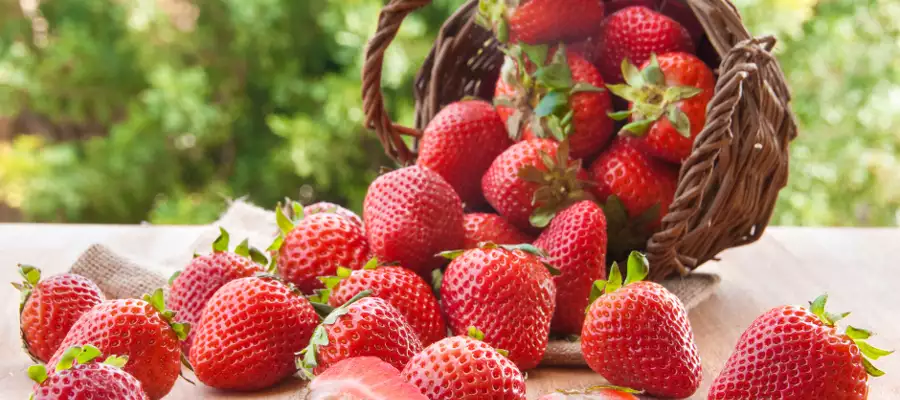 Strawberries ripe for picking at Abbots Wood Manor Strawberries ripe for picking at Abbots Wood Manor