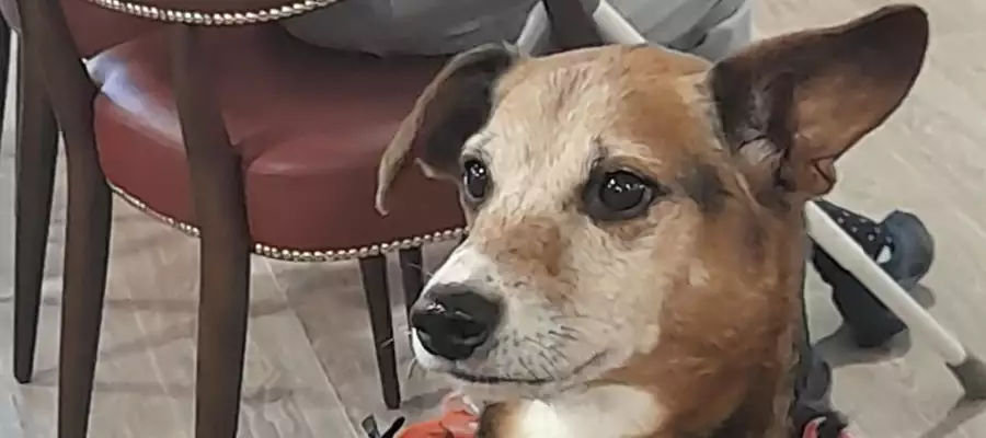 Cute chip steals the show at Elstow Manor Cute chip steals the show at Elstow Manor