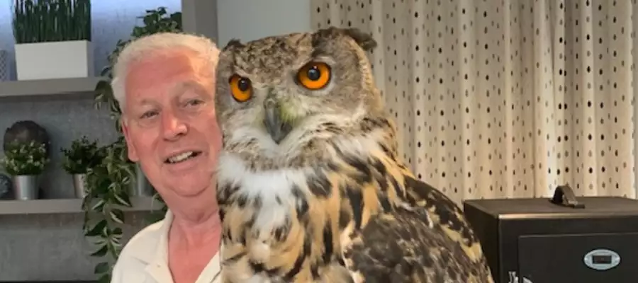 What A Hoot For Chawley Grove When Feathered Guests Fly By What A Hoot For Chawley Grove When Feathered Guests Fly By